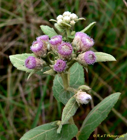 {Pluchea baccharis}
